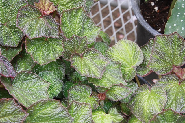 B. ‘Serenata’